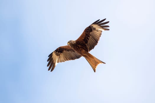 a red kite flies in the blue sky looking for prey