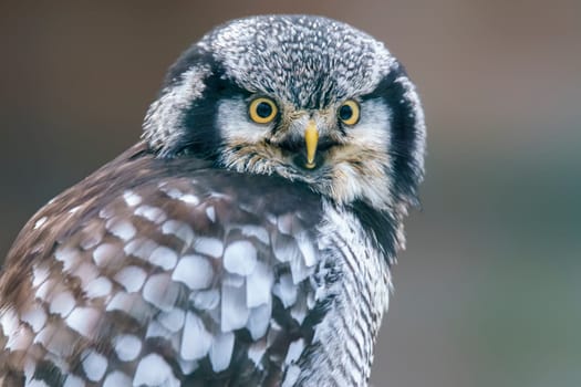 a hawk owl keeps an eye out for prey in a forest