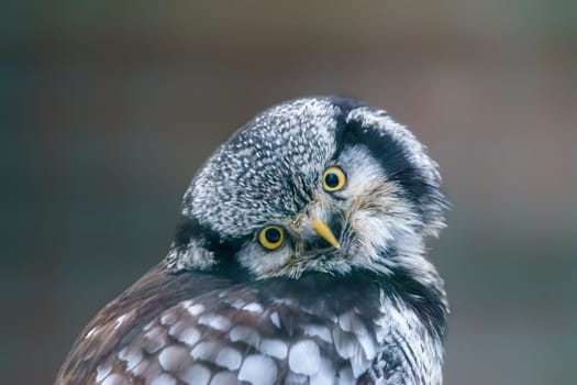 a hawk owl keeps an eye out for prey in a forest