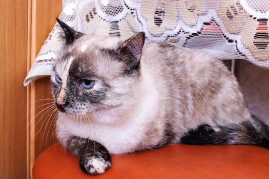 Gray cat lying on a stool close up