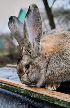 Ginger fluffy domestic rabbit in a cage. Rabbit fur farm. The hare is the symbol of the year.