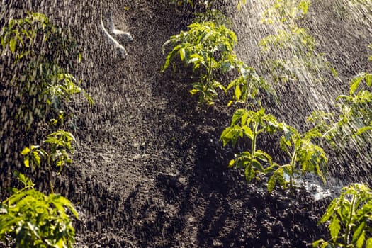 Gardener watering plant tomato seedlings bush. Growing tomato sprout. Rubber boots. Backyard vegetable garden watering crops spraying plants garden hose water irrigation farm tomato garden irrigation