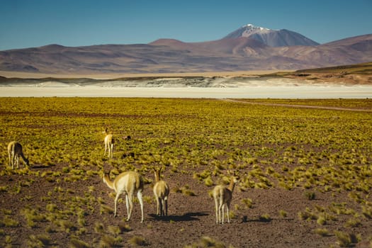 LLamas vicuna in Bolivia altiplano near Chilean atacama border, South America