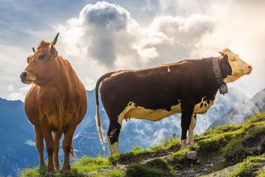 Two brown alpine cows above mountain in Tyrol at sunrise, near Innsbruck, Austria