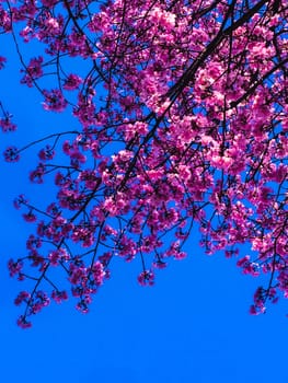 Spring banner, blossom background. Cherry blossom. Branch delicate spring flowers. Pink spring cherry blossom. Cherry tree branch with spring pink flowers isolated on blue, Beautiful flower in blooming with branch isolated on blue background for spring season. High quality photo