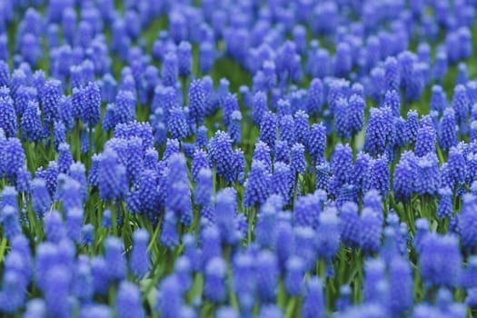 Blue muscari spring carpet Holland