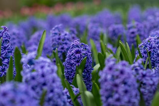 Purple hyacinth field Spring background Netherlands.