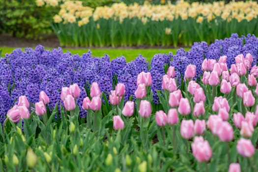 Purple hyacinths,pink tulips and daffodils field Netherlands.