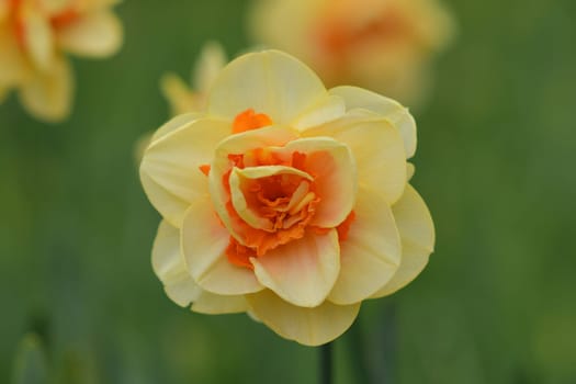 Close up of daffodils field Netherlands.