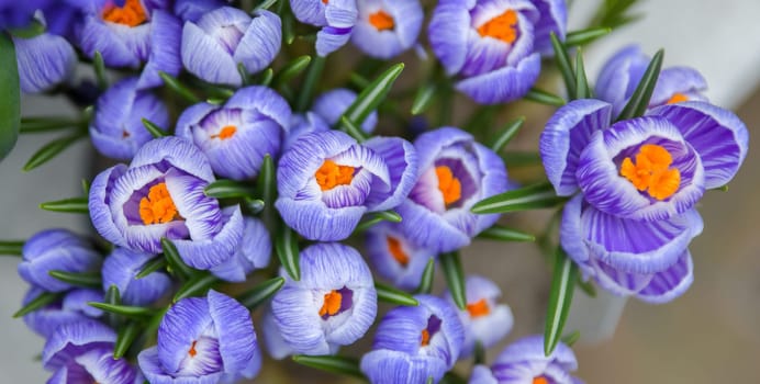 Top view of purple crocus buds