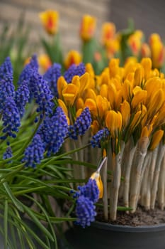 Muscari and yellow crocuses first spring flowers