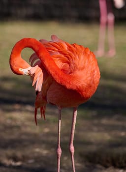 A pink flamingo cleans its feathers on a spring day