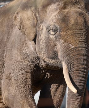 Portrait of an adult Asian elephant with white tusks