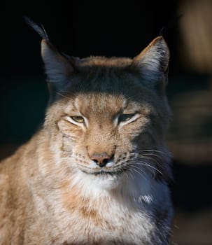 Portrait of a lynx in the sun