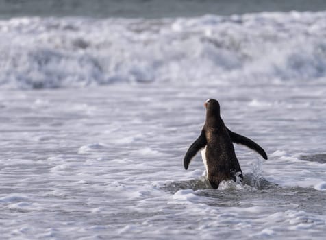 Gentoo penguin walking on beach to sea at Bluff Cove Falkland Islands with wings outstretched
