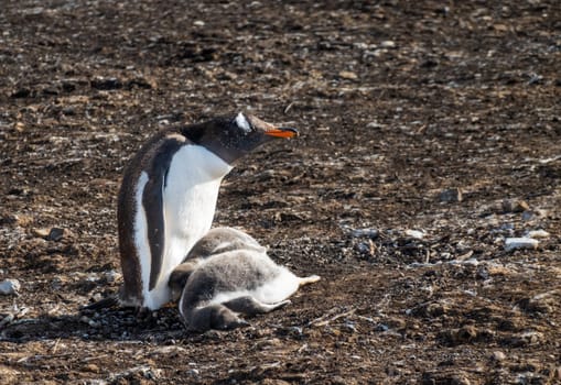 Gentoo penguin caring for its chicks by its feet or flippers at Bluff Cove on Falkland Islands