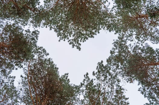 the tops of pine trees in the form of a heart against the sky. photo