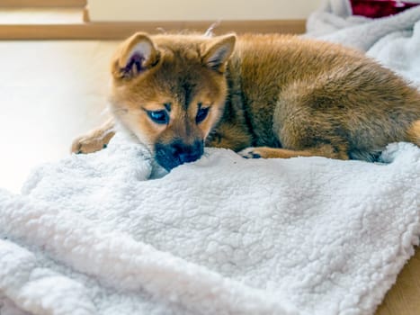 Portrait of cute Shiba Inu small dog, puppy, Close up. Dogecoin. Red-haired Japanese dog smile portrait. Illuminating color, cryptocurrency, electronic money. High quality photo