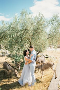 Bride and groom stand hugging under an olive tree near grazing donkeys. High quality photo