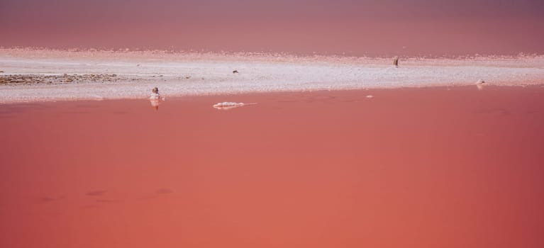 Salt mining. Salty pink lake with crystals of salt. Extremely salty pink lake, colored by microalgae with crystalline salt depositions