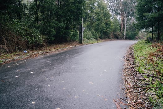 wet road lost in nature to the forest.