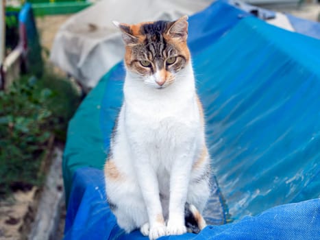 beautiful cats around Malta island. High quality photo