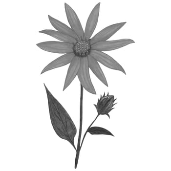 Black and White Topinambur with Leaves Isolated on White Background. Jerusalem Artichoke Flower Element Drawn by Pencil.