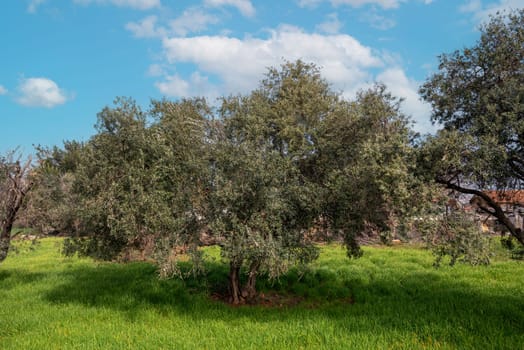 Organic olive tree with unripe olives on sunny day