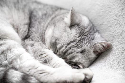 scottish straight cat is sleeping. Close-up of the muzzle of a sleeping cat with closed eyes. Against the backdrop of a light blanket. Favorite pets, cat food