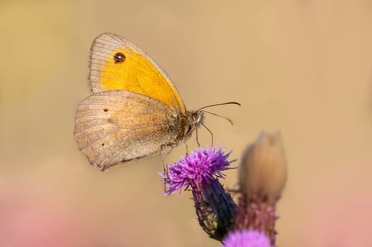 a butterfly sits on a flower and nibbles necktar