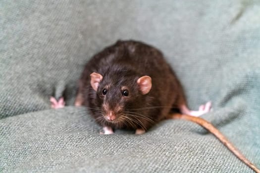 Black domestic rat Dumbo in female hands