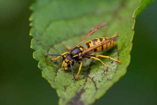 a wasp sits on a leaf and nibbles honeydew from aphids