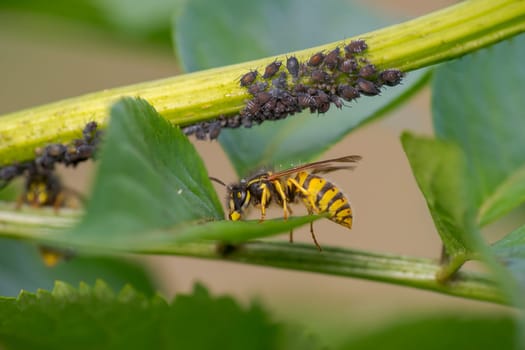 a wasp sits on a leaf and nibbles honeydew from aphids