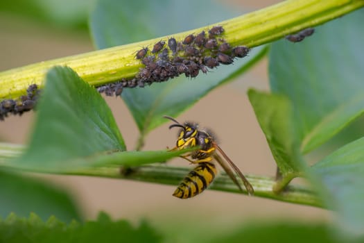 a wasp sits on a leaf and nibbles honeydew from aphids