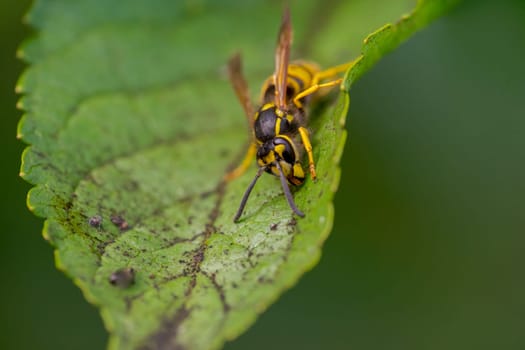 a wasp sits on a leaf and nibbles honeydew from aphids