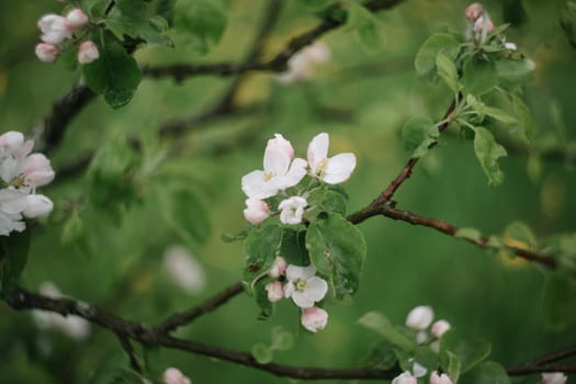 spring background with white flowers and apple leaves. Blur spring blossom background.