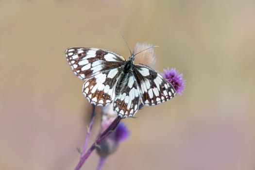 a butterfly sits on a flower and nibbles necktar