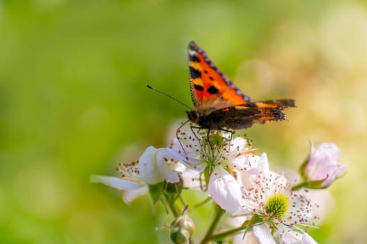 a butterfly sits on a flower and nibbles necktar