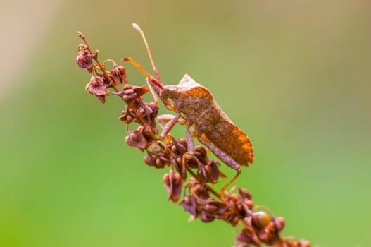 a brown bug sits on a brown blossom