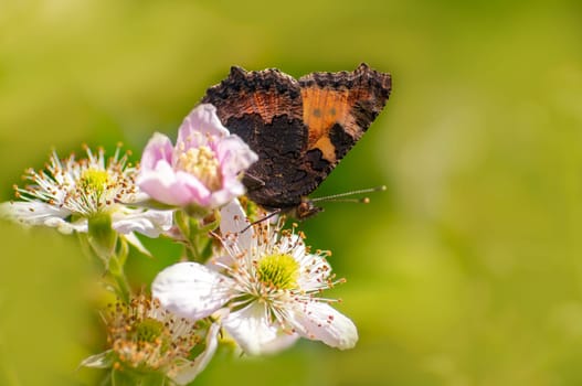 a butterfly sits on a flower and nibbles necktar