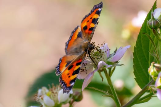 a butterfly sits on a flower and nibbles necktar