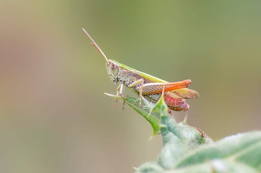 grasshopper sits on a thistle