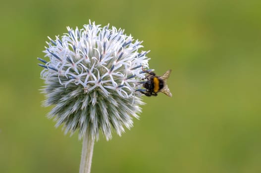 a bumble bee sits on a purple thistle flower and nibbles on necktar