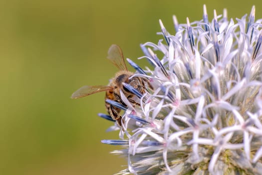 a bee sits on a purple thistle flower and nibbles necktar