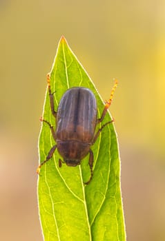 a June bug sits on a green leaf