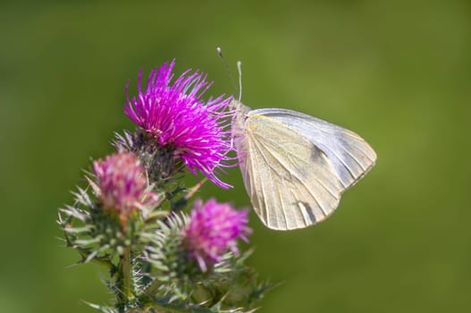 a butterfly sits on a flower and nibbles necktar