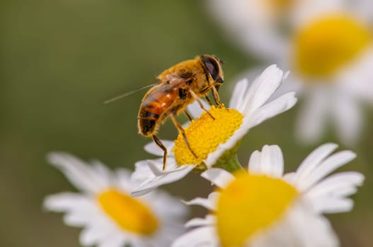 a fly is sitting on a chamomile flower