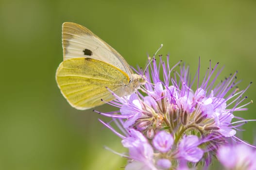 a butterfly sits on a flower and nibbles necktar