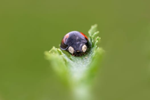 a ladybug sits on a green leaf