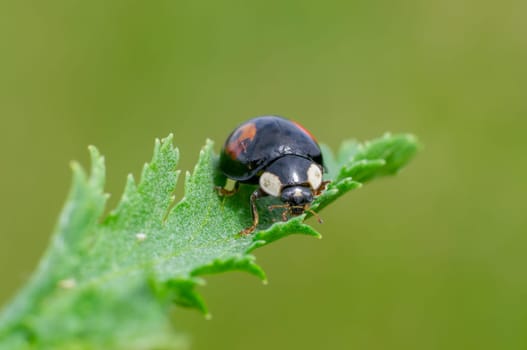 a ladybug sits on a green leaf